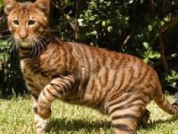 toyger_20211211_1114498219